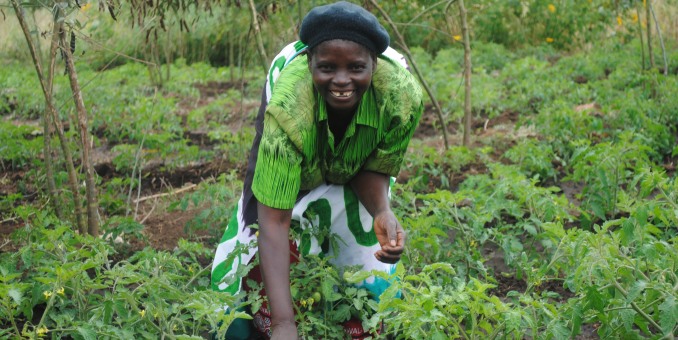 Mary Zumbuza tending her irrigation plot in the Nsembe irrigation scheme, Malawi. Photo: Irish Aid
