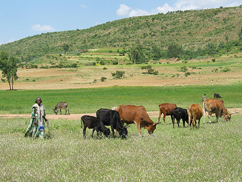 An ethiopian farmer with her herd