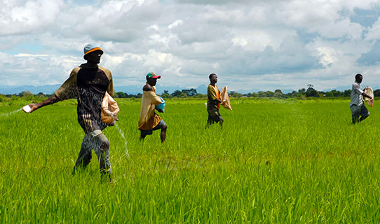 Several farmers in a green rice paddy field as they spread fertiliser by hand in Tanzania. 