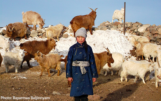 Bayarmaa Baljinnyam's youngest daughter with the family's goat herd