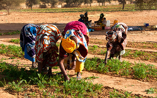 Women Picking Tomatoes in Widou Thingily, Northern Senegal, where the Great Green Wall is helping to  reduce the risk of dessertification. Photo: WFP/Jenny Matthews